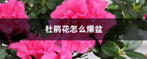 杜鹃花怎么爆盆