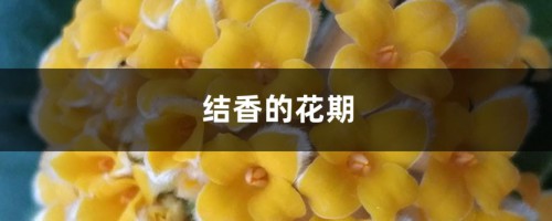 结香的花期