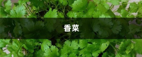 婆婆买了1盆花，公公非说是香菜要给吃了，拦都拦不住！