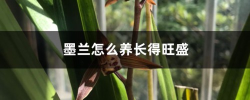 墨兰怎么养长得旺盛