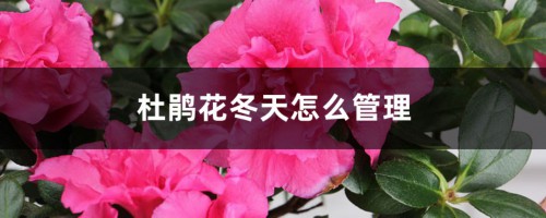 杜鹃花冬天怎么管理