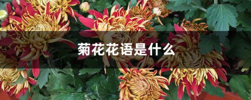 菊花的花语是什么