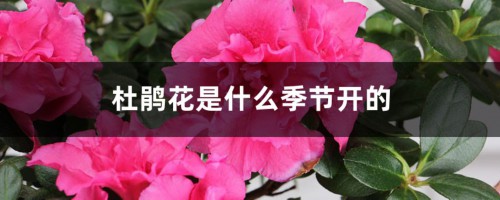 杜鹃花是什么季节开的，杜鹃花图片