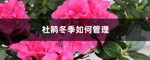 杜鹃冬季如何管理，叶子发黄怎么回事