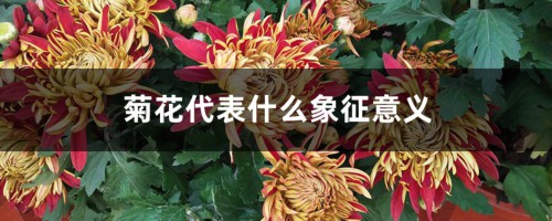 菊花代表什么象征意义