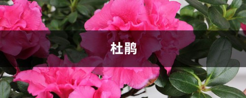 “杜鹃花”不好养，稍不注意这“4点”，花朵凋谢还落叶