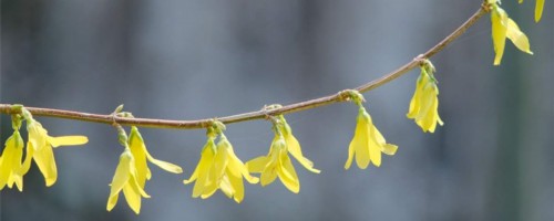 苏州适合养什么花，市花和市树是什么