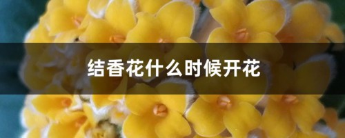 结香花什么时候开花