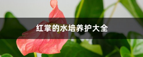 红掌的水培养护大全