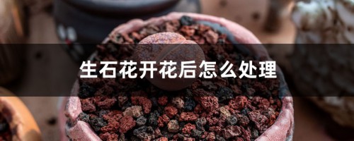 生石花开花后怎么处理