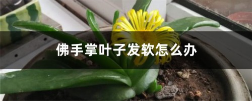 佛手掌叶子发软怎么办