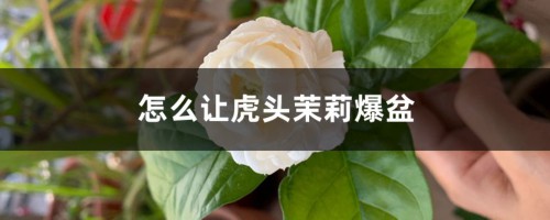 怎么让虎头茉莉爆盆，怎样才能多开花