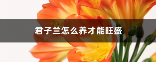 君子兰怎么养才能旺盛