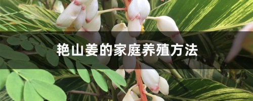 艳山姜的家庭养殖方法