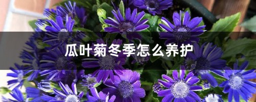 瓜叶菊冬季怎么养护