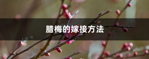 腊梅的嫁接方法