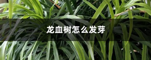 龙血树怎么发芽