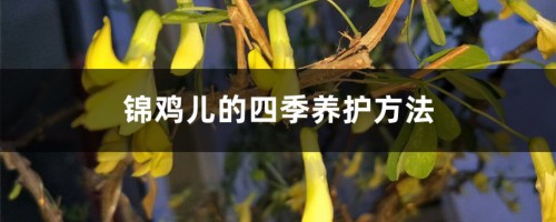 锦鸡儿的四季养护方法